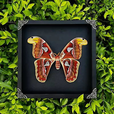 Framed Butterfly Wall Insect Specimen Entomology Display Taxadermy Vintage Decor • $76