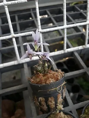 Dendrobium Laterale Miniature Orchid Plant Species + PHYTO CERTIFICATE • $45