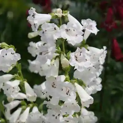 £4.80 • Buy 6 Penstemon White Bedder   Hardy Perennial   Plug Plants