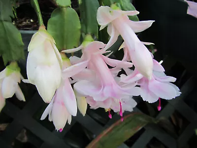 6 X  Mix Schlumbergera Zygocactus Cuttings 1 Each Of Named Varieties As Shown. • $18.50