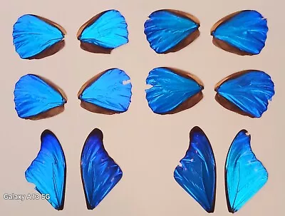 Lot Of 12 Blue Morpho R. Cacica Butterfly Wings Craft Grade Jewelry Artwork #10 • $50