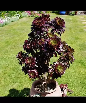 Aeonium Zwartkop ‘Black Rose’ Succulent Plant • $10.99