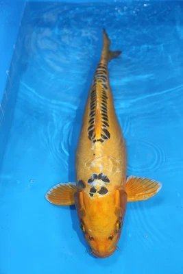 £899 • Buy Koi For Sale-Koi Carp 23  Ghost 4785 Cascade Koi