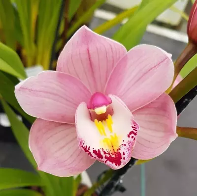 $30 • Buy Cymbidium Orchid - Pink Stripe - 120mm Pot Size Plant