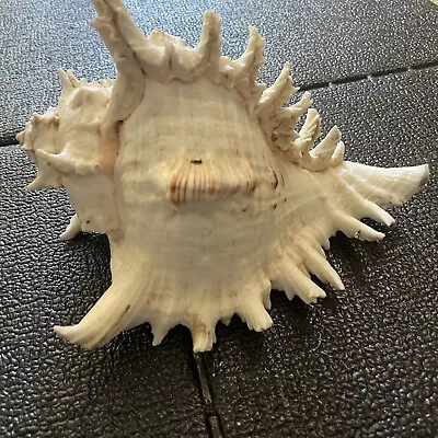 Large Natural Conch Sea Shell Murex Ramosus 9  X 7” Pink Hues Spikes Beautiful • $49