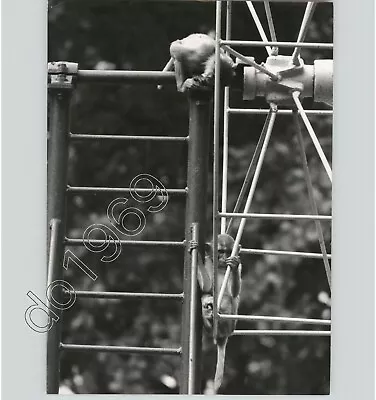 Funny Vintage MONKEYS Outdoor NATURE 1950s UNUSUAL Press Photo By Edwin Stein • $15