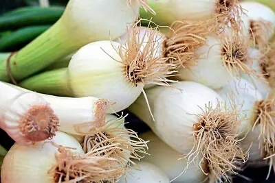 £1.85 • Buy 🇬🇧 Spring Onion  White Lisbon  800 Vegetable Seeds 