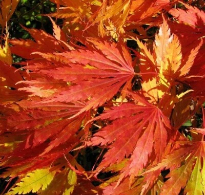 $5 • Buy Omurayma Japanese Maple Seeds