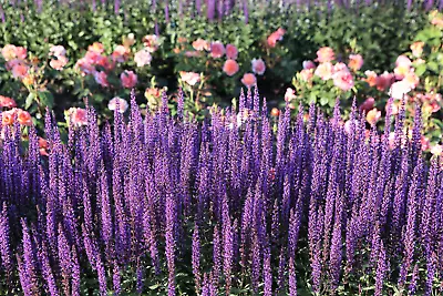 200 MUNSTEAD LAVENDER Blue English Lavandula Angustifolia Purple Flower Seeds • $3