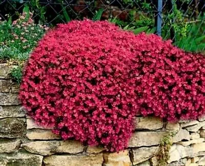 £2.94 • Buy 300 Red Rock Cress Seeds Creeping Thyme Seed Thymus Serpyllum Organic