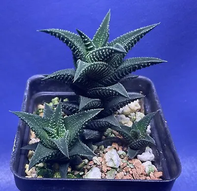 Haworthia Nigra Var. Elongata Shown In A 2” Pot #1233 • $9