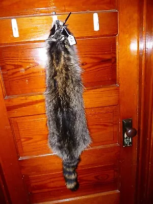 HUGE BEAUTIFUL Tanned RACCOON FUR PELT TAXIDERMY R2 LOG CABIN MOUNTAIN MAN HAT • $45