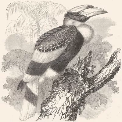 BIRDS. Searcher. Hornbill. Homray C1870 Old Antique Vintage Print Picture • £5.99