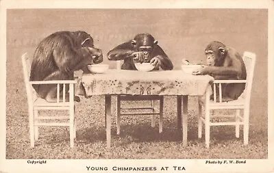 Postcard - London Zoo - Zoological Society - F W Bond - Young Chimps At Tea • £2.99