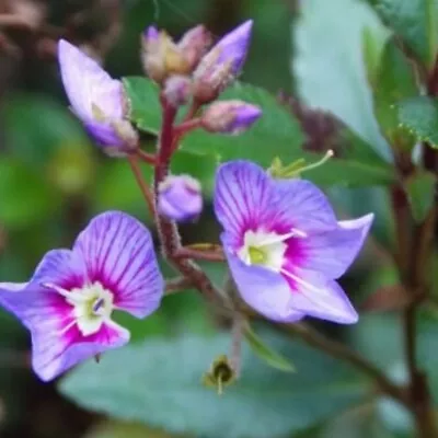 £9.99 • Buy Parahebe Plug Plants Garden Blue Flowers Evergreen Perennial Trailing, Pack Of 3