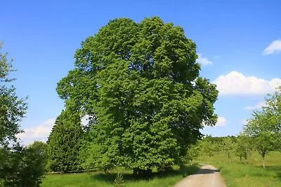 Lime Tree Linden Tree (Tilia Platyphyllos) - 200 / 500 / 1000 Seeds + Gift • £23.24