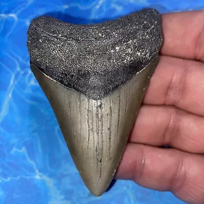 Megalodon Shark Tooth 3.27” Huge Teeth Meg Scuba Diver Direct Fossil Nc 2898 • $9.99