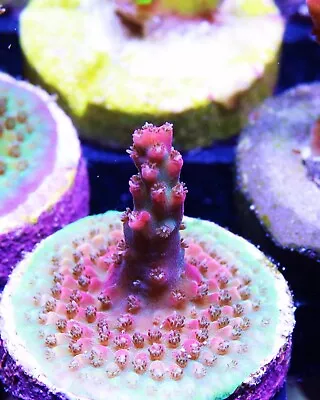 Vivid Confetti Acropora Zoanthids Paly Zoa SPS LPS Corals WYSIWYG • $8.50