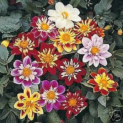 30+ Dahlia Collarette Dandy Mix Flower Seeds / Annual Bi-color • $4.89