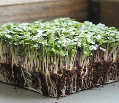 Basic Salad Mix MICROGREEN Seeds | Heirloom | Non-GMO | Seeds For Sprouting • $2