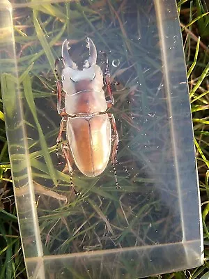 🪲 BEETLE In Plastic Resin Ideal Paperweight  Free Postage Uk  Only  • £8.95