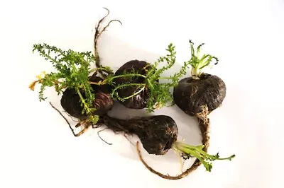 50 BLACK MACA Peruvian Ginseng Maka Lepidium Meyenii Syn. Peruvianum Herb Seeds • $10