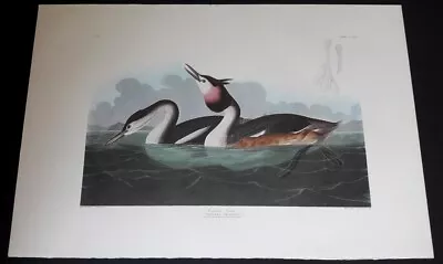 $250 • Buy Audubon's Double Elephant Folio  292-Crested Grebe   Amsterdam Edition Print