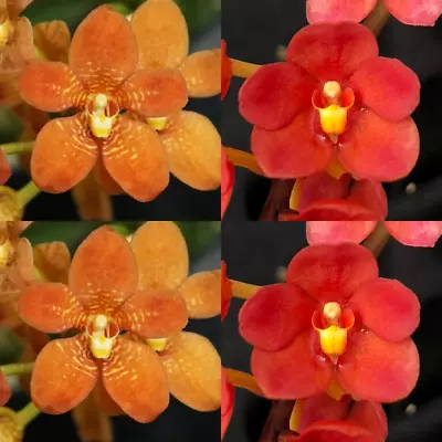 $12.50 • Buy Sarcochilus Orchid Seedling I162 Sarcochilus (Kulnura Taser 'Oh My' X Kulnura Op