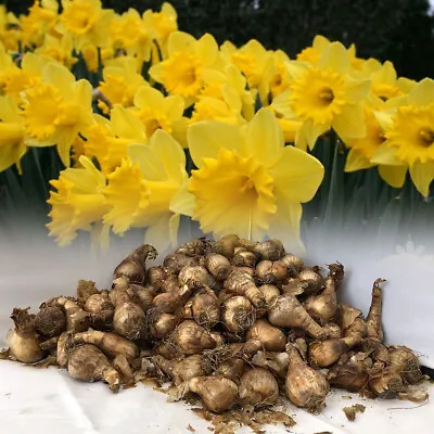 In Stock. 10kg King Alfred Trumpet Daffodil Bulbs Vivid Yellow Spring Perennial • £1122.99