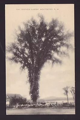 Old Vintage 1938 Postcard Of FEATHER DUSTER WOLFEBORO NH Tree • $1.99