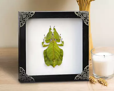 Taxidermy Walking Leaf Insect Framed Real Insect Art Decor Gift For Mom • $36