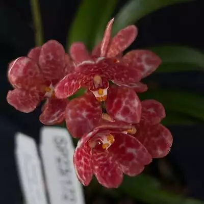 Flowered Select Sarcochilus SP23/172 • $55