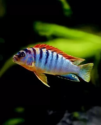 Firefish Cichlid Lake Malawi Aulonocara • £9