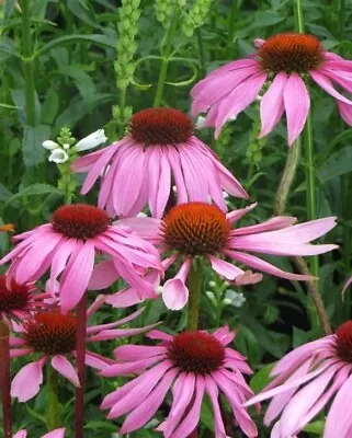 ECHINACEA “purpurea” • £6