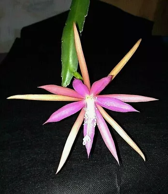 Epiphyllum Orchid Cactus    Elmira- Paetz Fragrant • $14.97