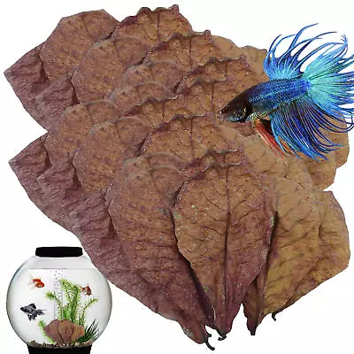 10-50x Almond Leaves Fish Aquarium Care Catappa Indian Ketapang Leaf ShrimpBetta • $17.69