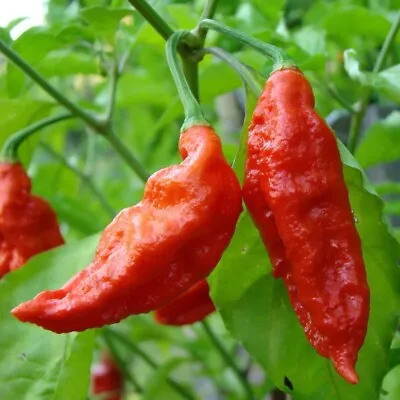 25+ Ghost Pepper {bhut Jolokia} Seeds | MILLION + SCOVILLE!  Free US Shipping! • $1.98