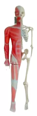 Human Showing Muscle Cum Skeleton Anatomic Model Half Skeleton AjantaExports • $1723.04