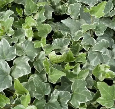 £5.95 • Buy Hedera (Trailing Ivy) 'GLACIER' Variegated Perennial Plug Plants Pack X6 