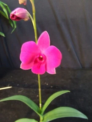 $25 • Buy Orchid Plant 0629. Dendrobium Robin Duxfield Nice Plant On Mount Blooming Size