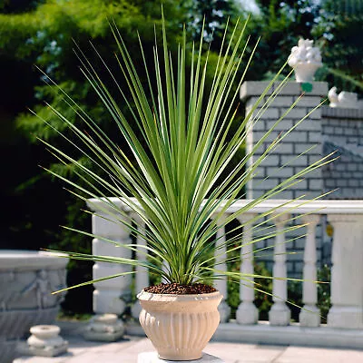 Cordyline Australis Atlantic Green - Cabbage Plant | Evergreen Outdoor Palm 9cm • £11.99