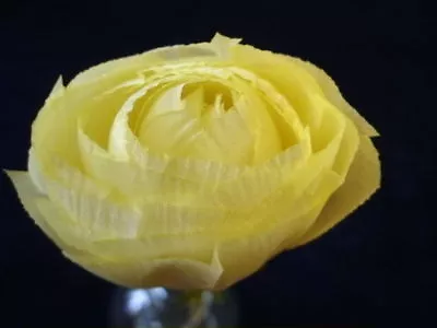 Vintage Millinery Flower RealSilk Ranunculus Yellow NP5 • $9.99