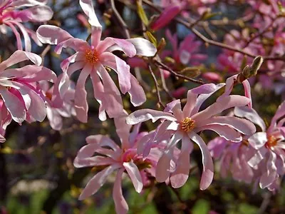 Magnolia X Loebneri MAGNOLIA TREE SEEDS! • $4.99