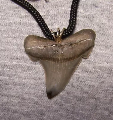 Megalodon Shark Tooth 1 5/8  Shark Teeth Necklace Fossil ~jaw Wireless Polished • $40