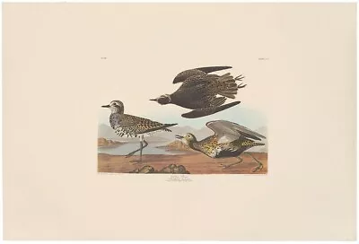 $100 • Buy Audubon Amsterdam Ed Double Elephant Folio Lithograph Pl 300 Golden Plover