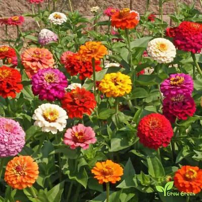 30 Seeds Mix Colour  Zinnia - ZINNIA ELEGANS + 5 Seeds Sunflower • £2.89