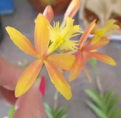 Epidendrum Orchid- Yellow With Flush Of Pink 1 Keiki/Cutting • $16.90