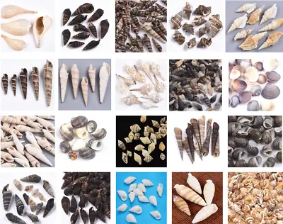 Seashells 24 Types Trumpet Cockle Conch Clam Turritella Sand Pebbles Slices Grit • £8.99