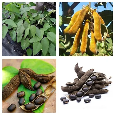 15 Velvet Beans Seeds Mucuna Pruriens Monkey Tamarind Pure Ceylon Plant Seeds • $8.29