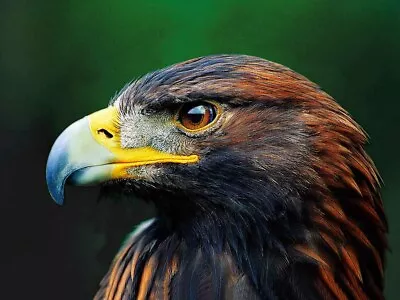 EAGLES HEAD - 3D ANIMAL PICTURE 400mm X 300mm • £7.95